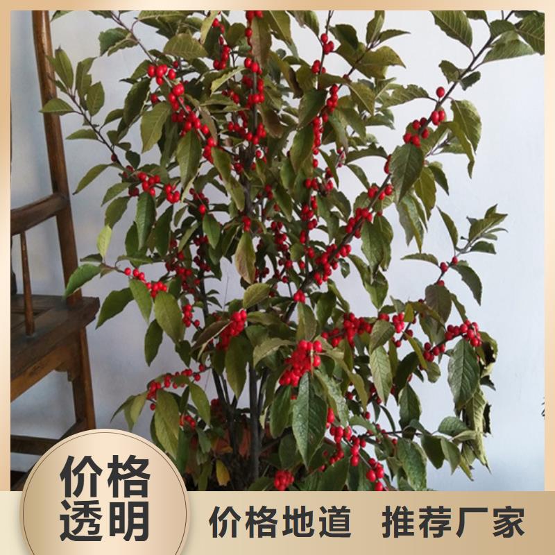北美冬青梨树苗源厂直销