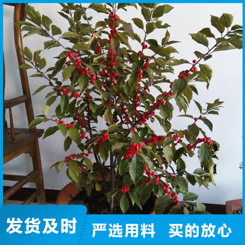 |渝水|分宜|赣州|抚州|吉安|南昌|宜春|九江|上饶轩园【 北美冬青 蓝莓苗支持加工定制】