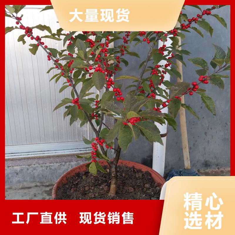 北美冬青樱桃苗自有生产工厂