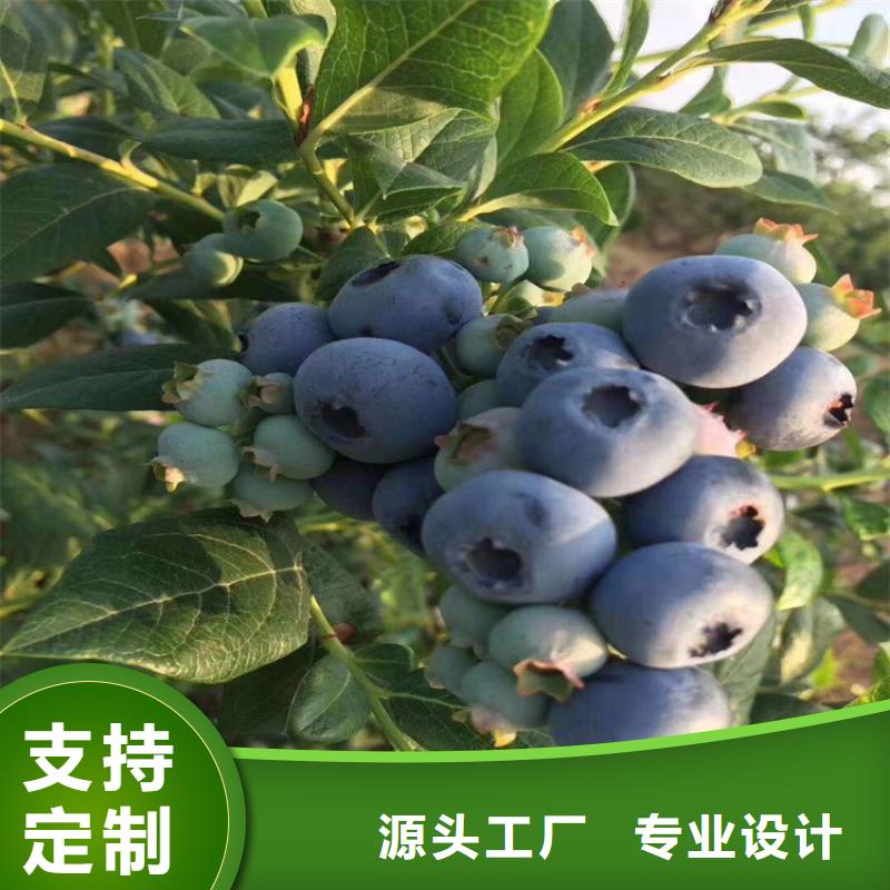 蓝莓苗,【樱桃苗】值得信赖-可发货到永靖|康乐|天水|陇南|酒泉|兰州|金昌