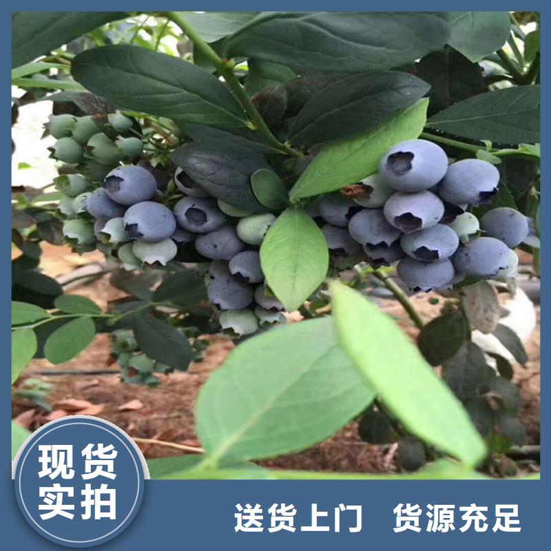 蓝莓苗【李子苗】高标准高品质