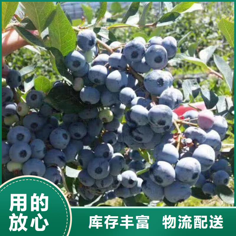 蓝莓苗樱桃苗优选原材