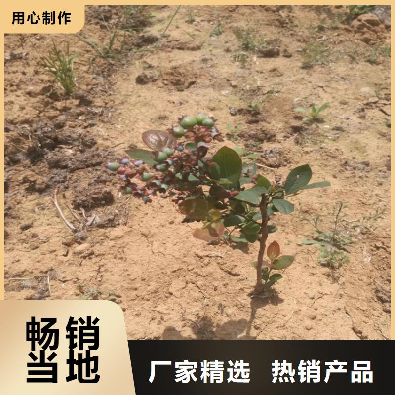 蓝莓苗无花果苗全新升级品质保障