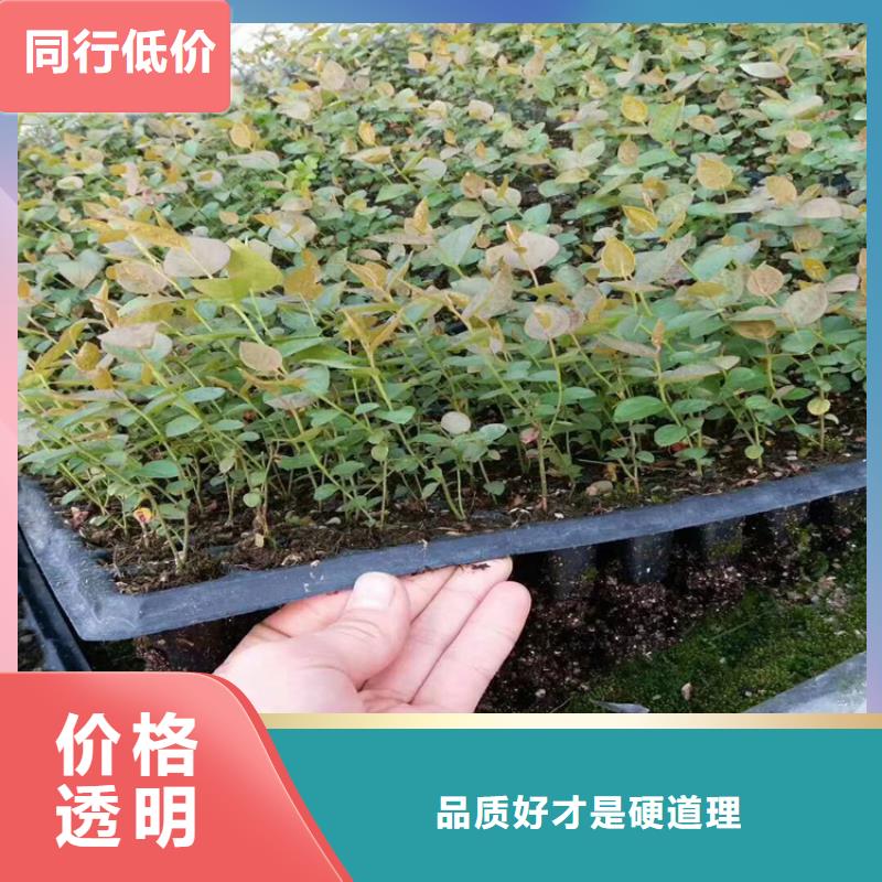 蓝莓苗苹果苗实力商家供货稳定