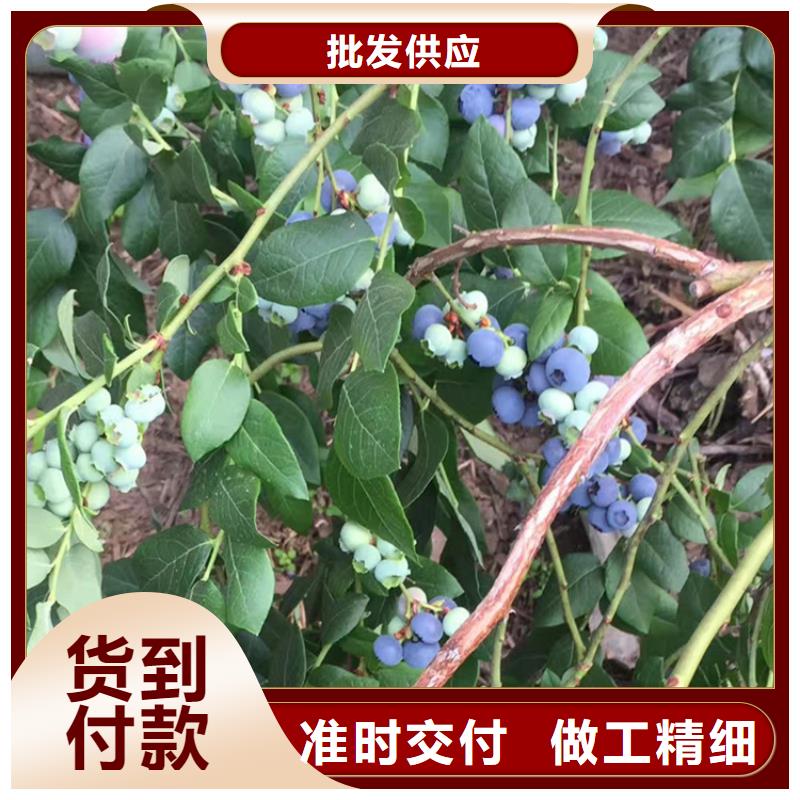 蓝莓苗_石榴树用心做产品