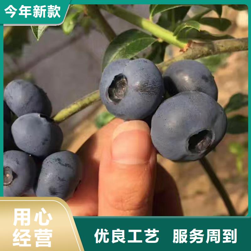 蓝莓苗_石榴树用心做产品