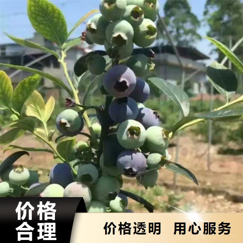 【蓝莓苗】_桃树苗可放心采购由轩园为您