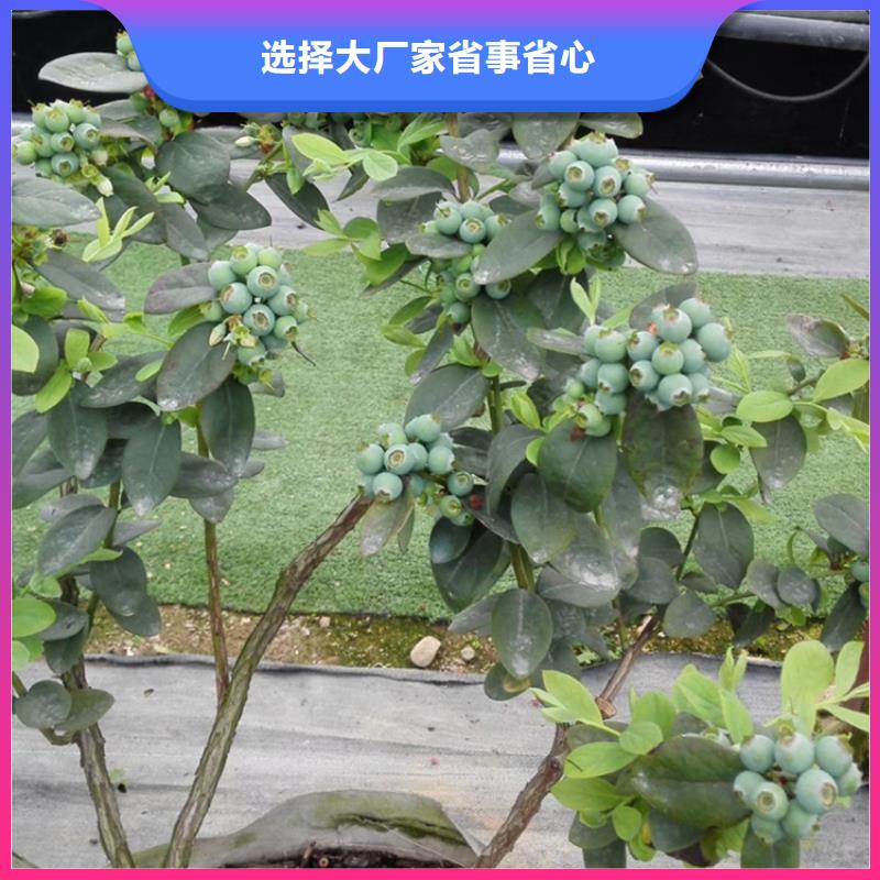【蓝莓苗】_桃树苗可放心采购由轩园为您