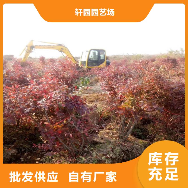 蓝莓苗【李子苗】高标准高品质