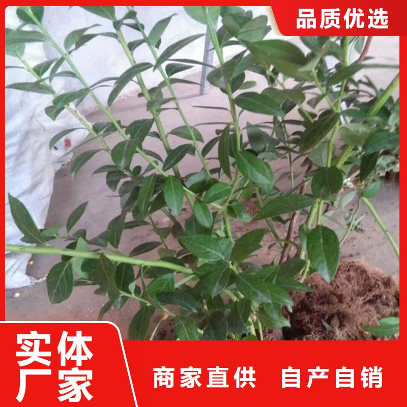 蓝莓苗_石榴树用心做产品