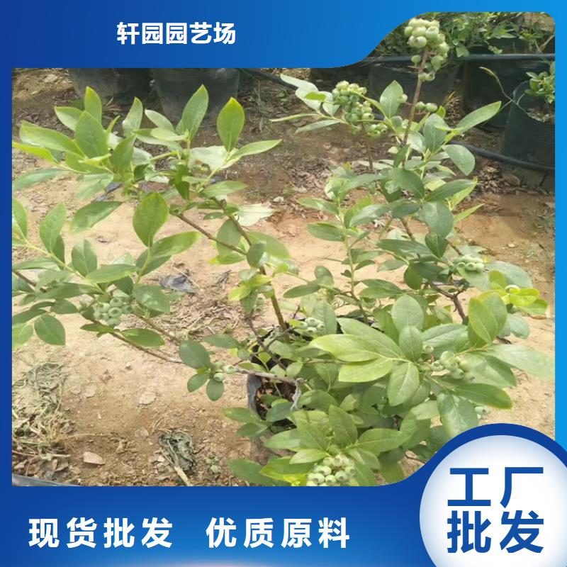 蓝莓苗【李子苗】高标准高品质