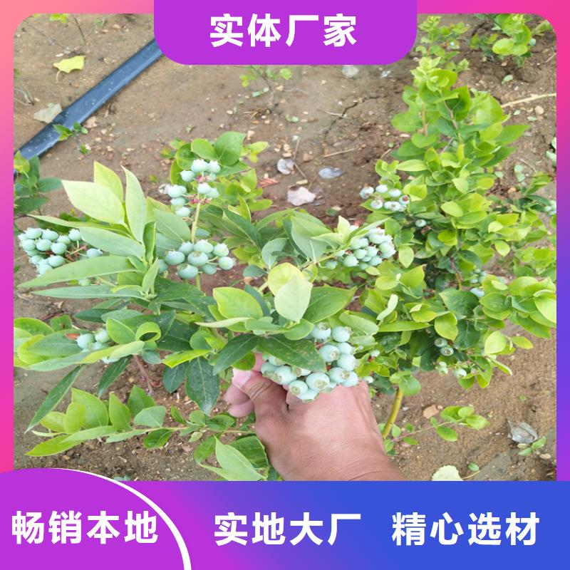 蓝莓苗苹果苗实力商家供货稳定
