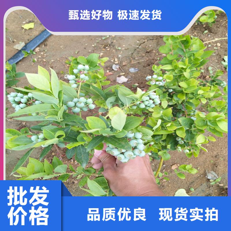 蓝莓苗苹果苗实力商家供货稳定