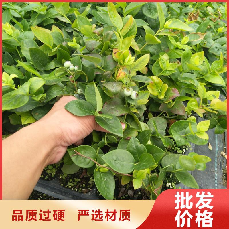 蓝莓苗板栗苗多种工艺
