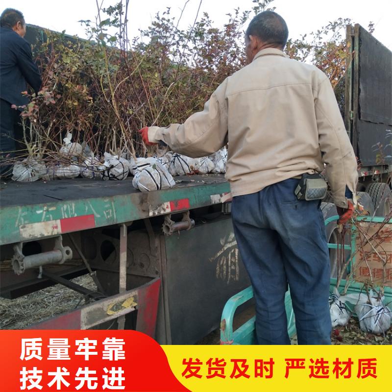 蓝莓苗,【樱桃苗】值得信赖-可发货到永靖|康乐|天水|陇南|酒泉|兰州|金昌