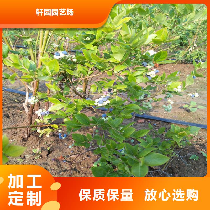 蓝莓苗【李子苗】高标准高品质