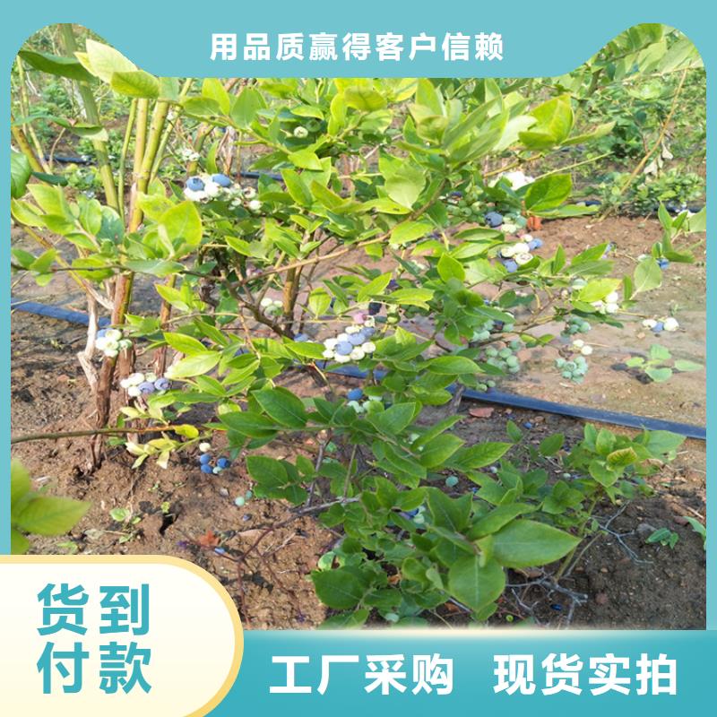 蓝莓苗_石榴树用心做产品