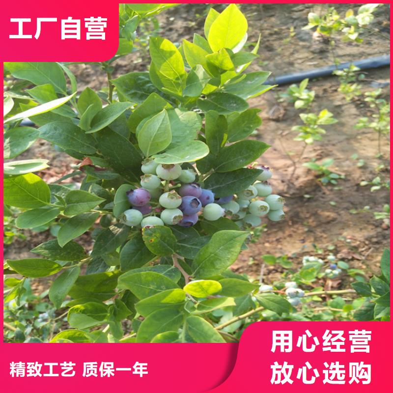 蓝莓苗,【樱桃苗】值得信赖-可发货到永靖|康乐|天水|陇南|酒泉|兰州|金昌