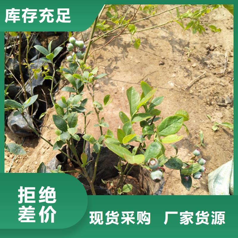 蓝莓苗,李树苗为品质而生产