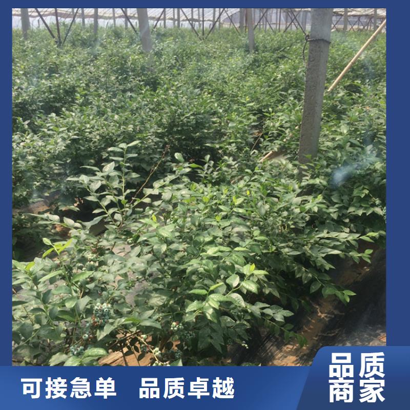 蓝莓苗【李子苗】高标准高品质