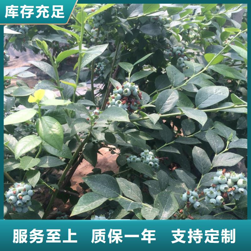 蓝莓苗苹果苗实力商家供货稳定
