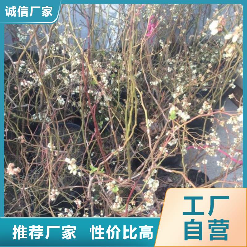 蓝莓苗苹果苗实力商家供货稳定