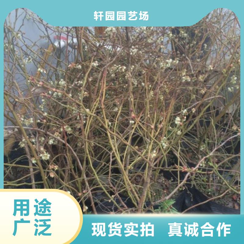 蓝莓苗,李树苗为品质而生产