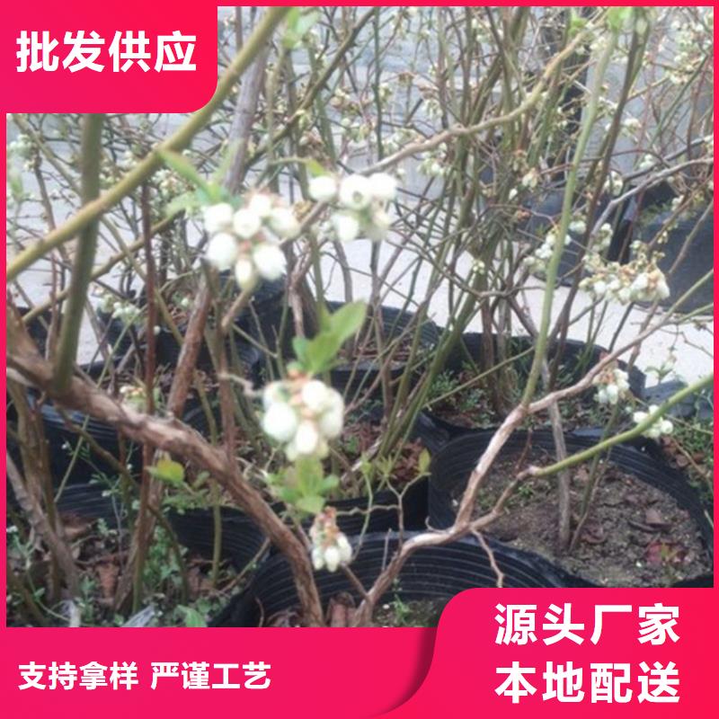 蓝莓苗,李树苗为品质而生产