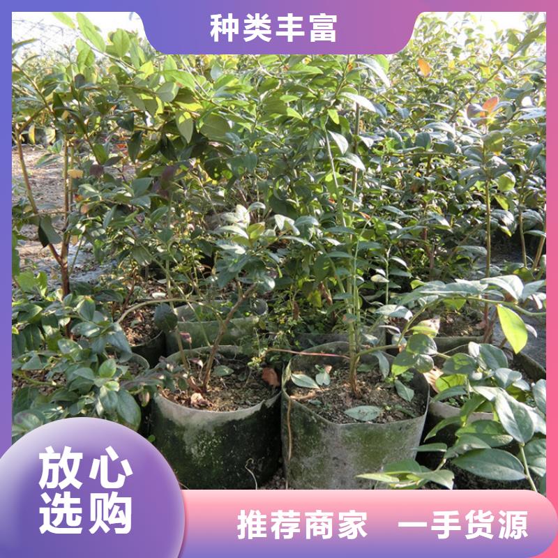 蓝莓苗【李子苗】高标准高品质