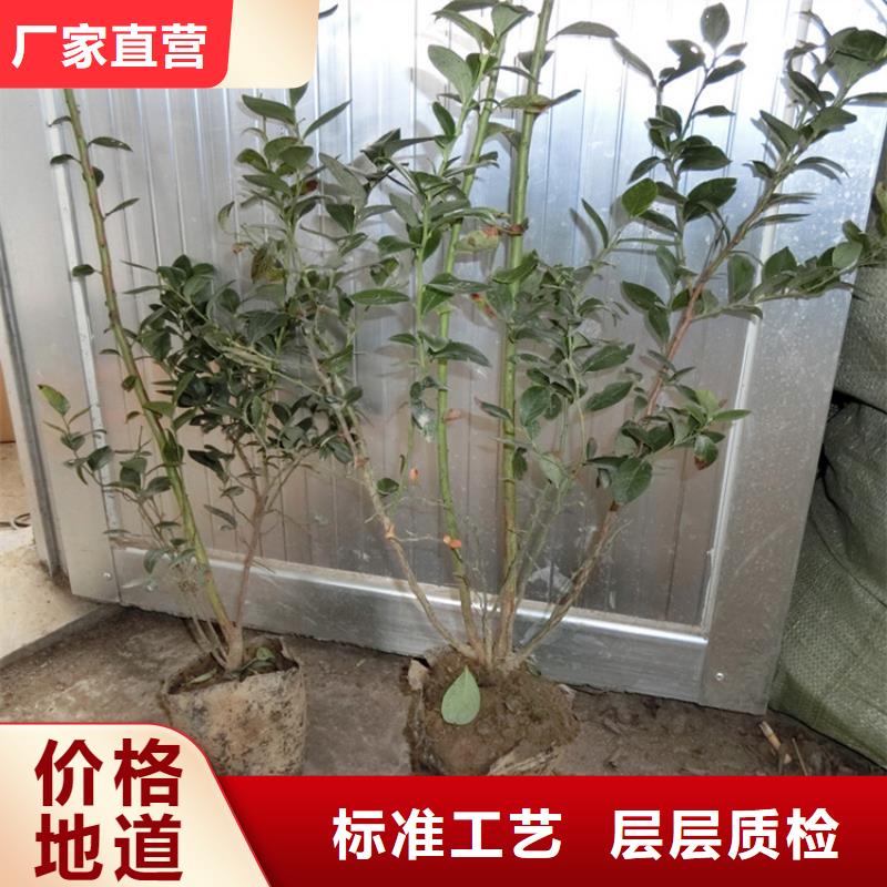 蓝莓苗_石榴树用心做产品