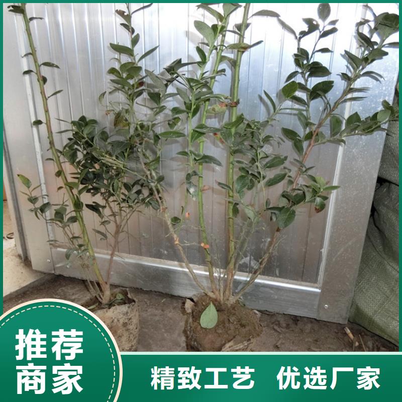 蓝莓苗,李树苗为品质而生产