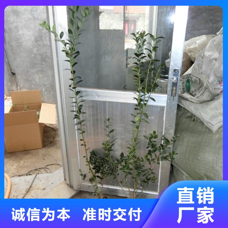 蓝莓苗,李树苗为品质而生产