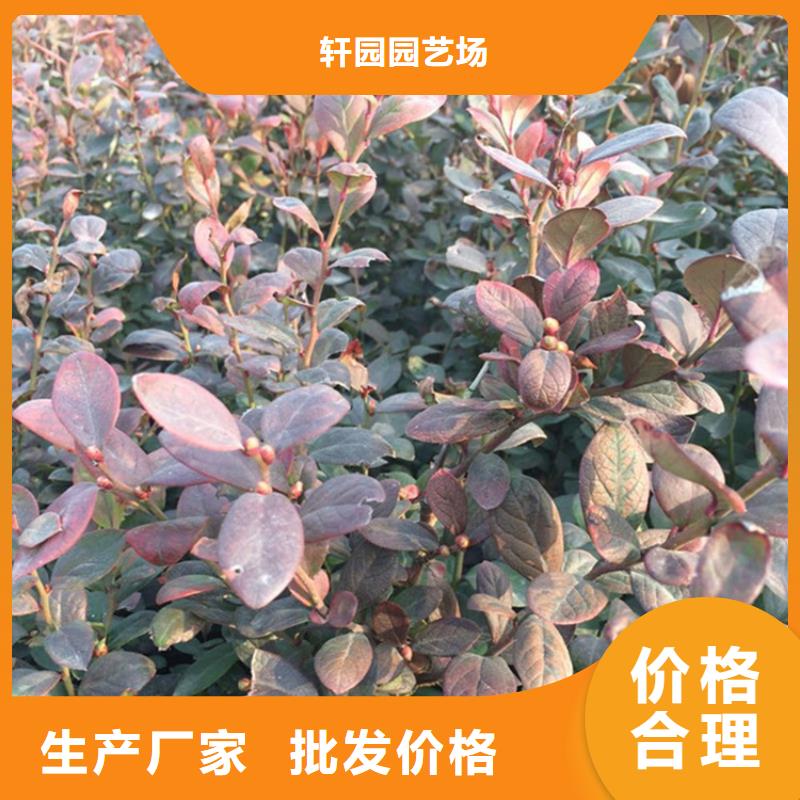 蓝莓苗_石榴树用心做产品