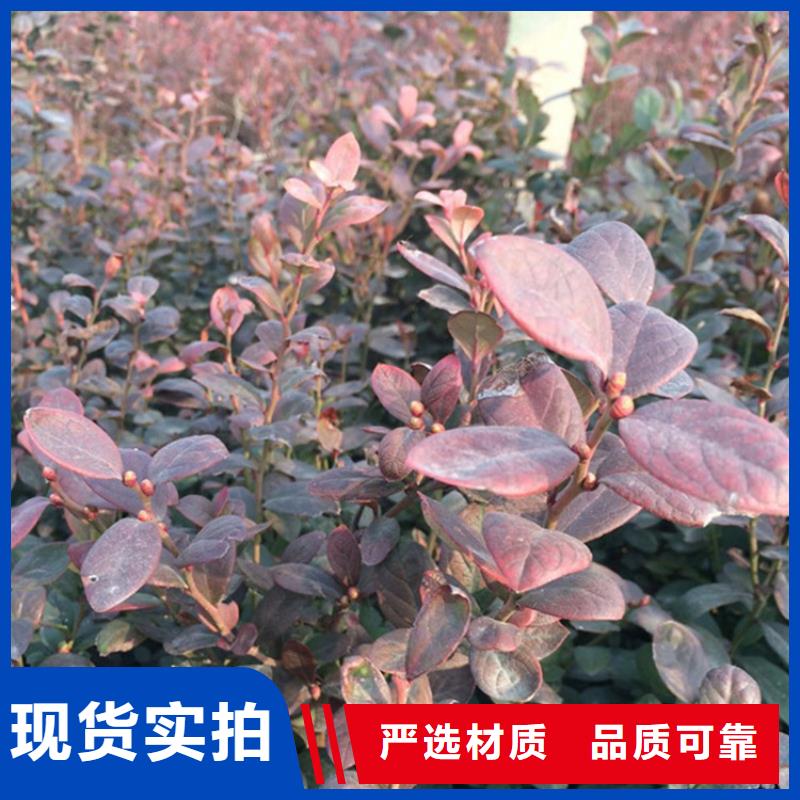蓝莓苗苹果苗实力商家供货稳定