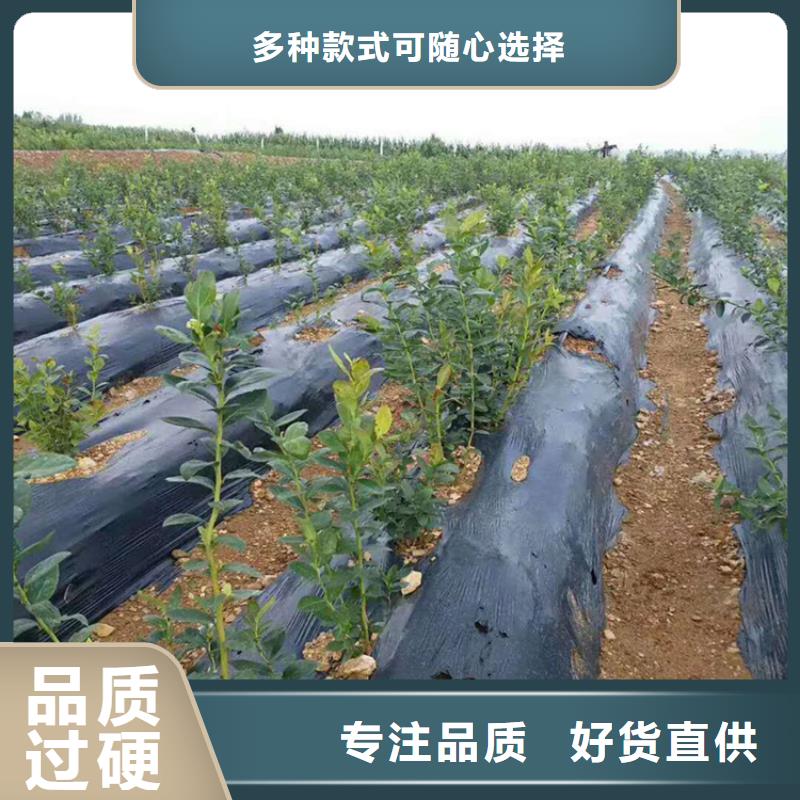 蓝莓苗苹果苗实力商家供货稳定