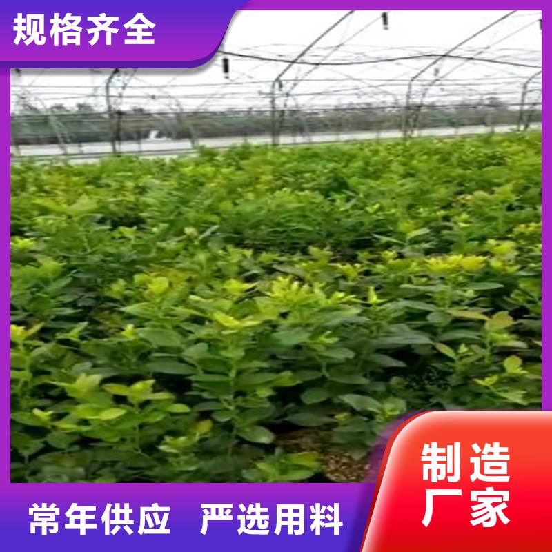 蓝莓苗【李子苗】高标准高品质
