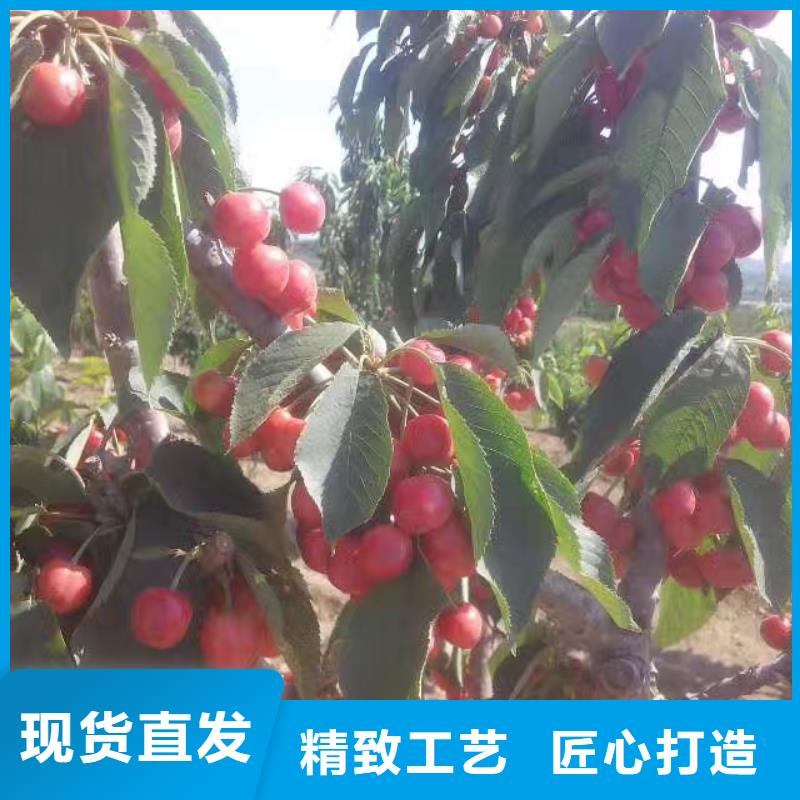 值得信赖【樱桃】-杏树苗拒绝中间商快捷的物流配送