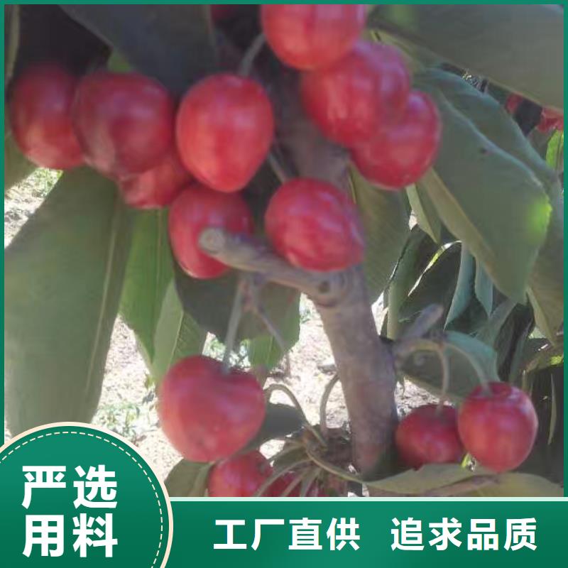 樱桃,樱桃苗产品优势特点