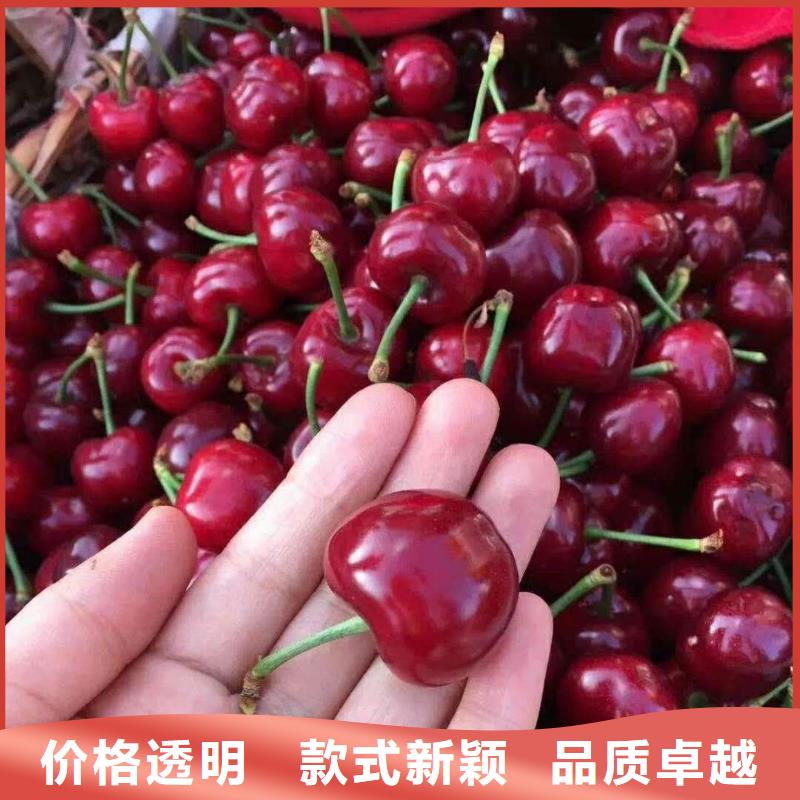 樱桃桃树苗使用方法