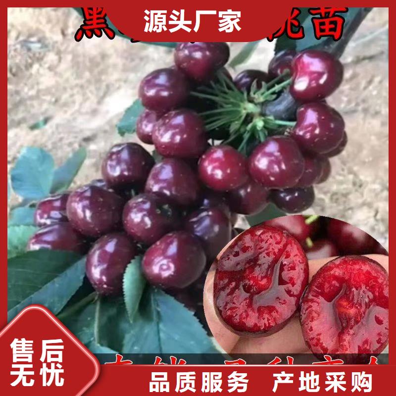 樱桃_石榴树支持非标定制