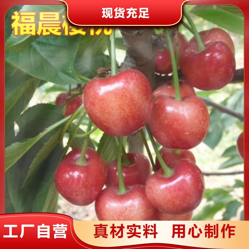 樱桃桃树苗使用方法