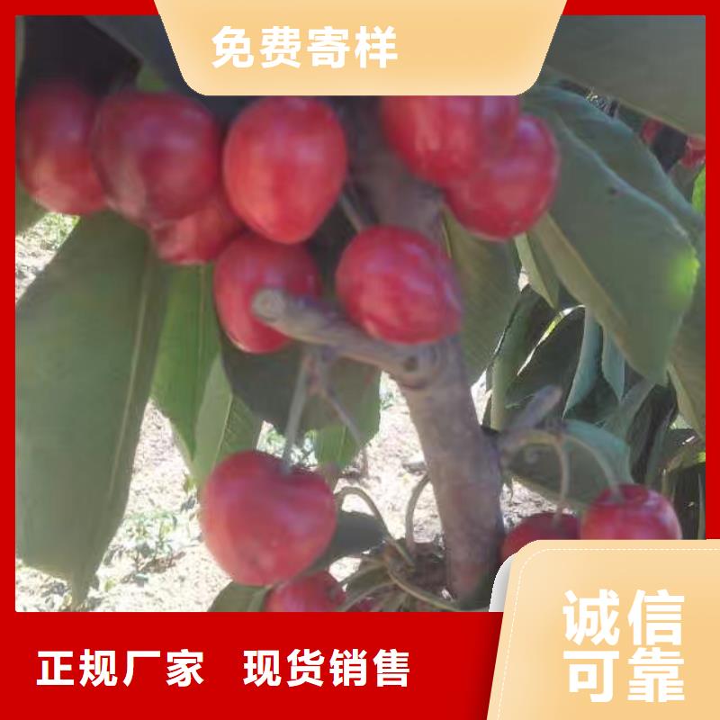 【樱桃】_石榴树极速发货