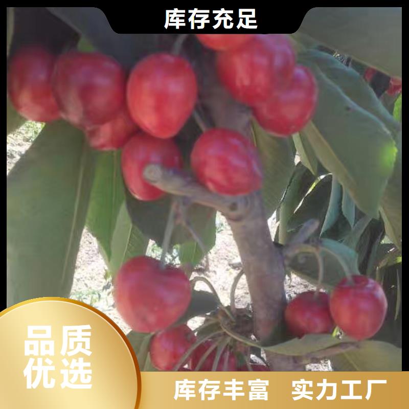 樱桃_石榴树支持非标定制