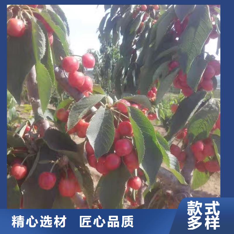 【樱桃】_石榴树极速发货