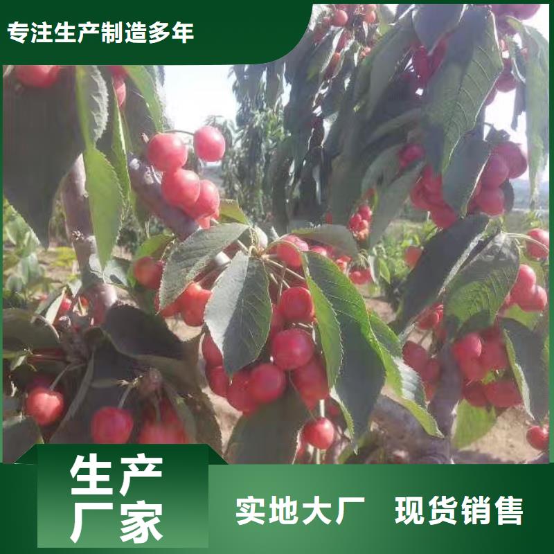 樱桃,樱桃苗优质原料