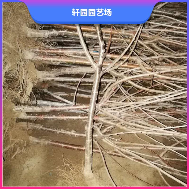 樱桃,樱桃苗优质原料