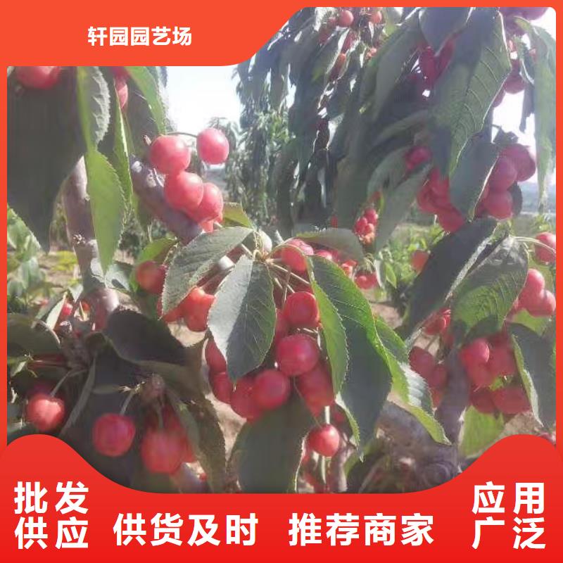 轩园【 樱桃-苹果苗支持拿样】-业务覆盖区域|杨陵|淳化|铜川|延安|商洛|安康-二八商务