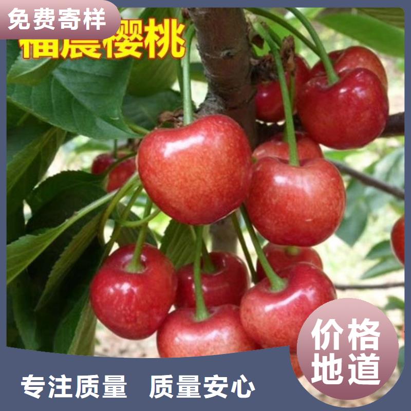 樱桃,樱桃苗优质原料
