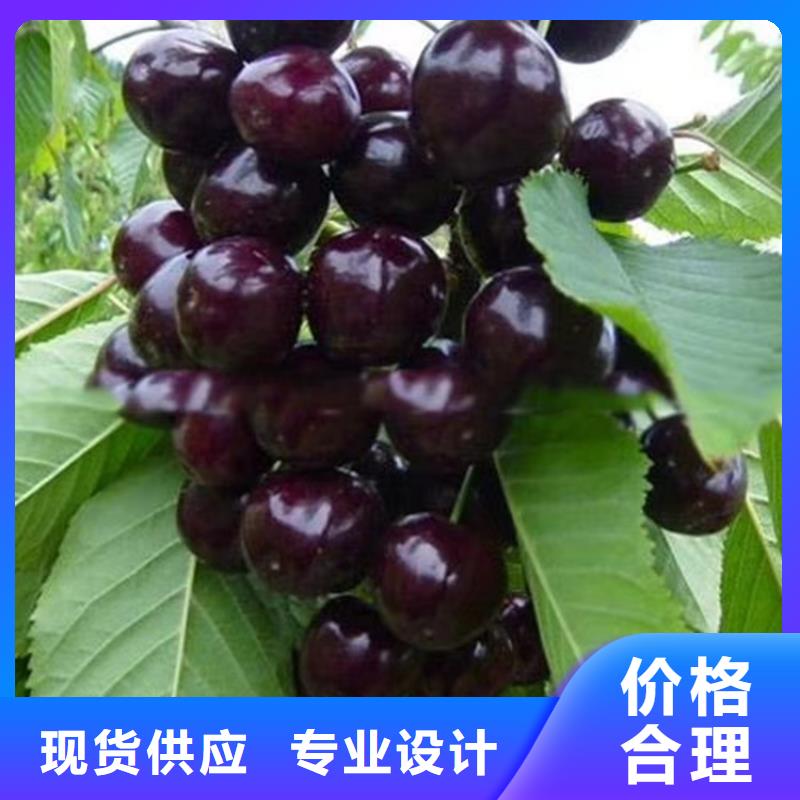 轩园【 樱桃-苹果苗支持拿样】-业务覆盖区域|杨陵|淳化|铜川|延安|商洛|安康-二八商务
