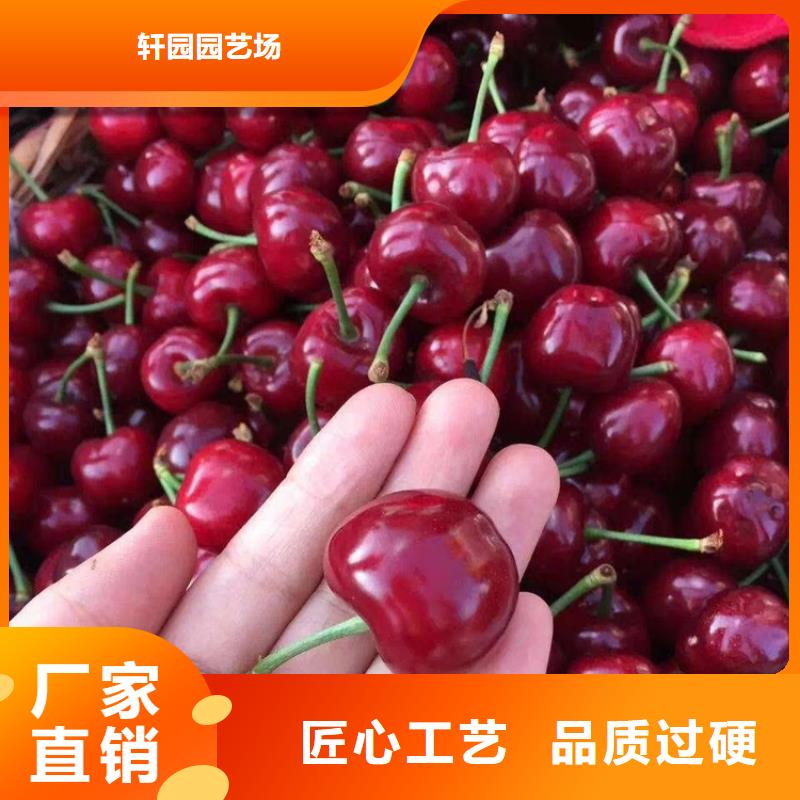 樱桃樱桃苗交货准时